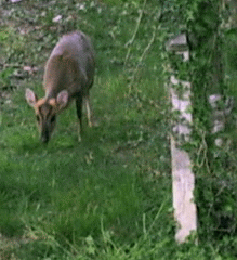 Deer at Cemetery Junction